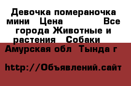 Девочка помераночка мини › Цена ­ 50 000 - Все города Животные и растения » Собаки   . Амурская обл.,Тында г.